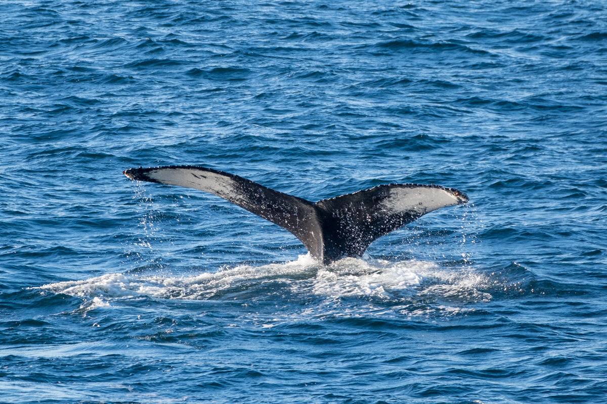 Humpback tail fluke. 