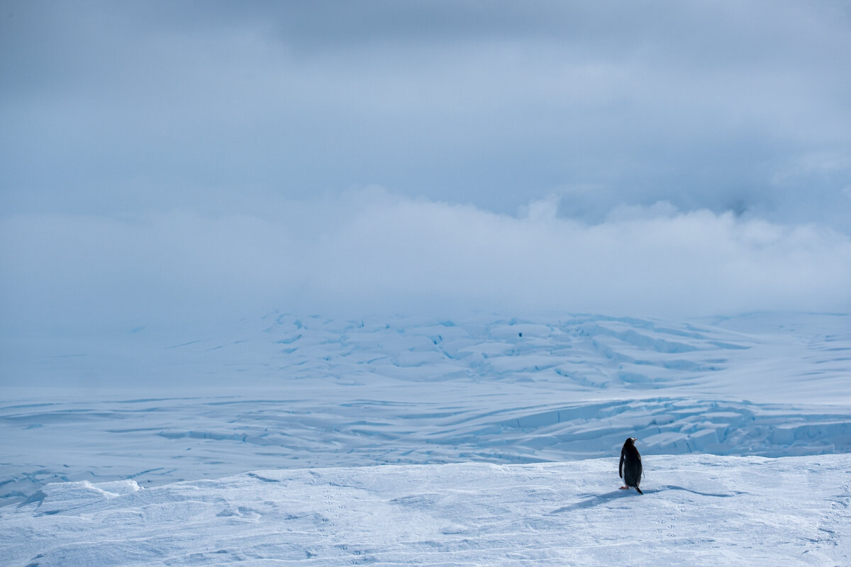 Gentoo on iceberg, competition winner. 