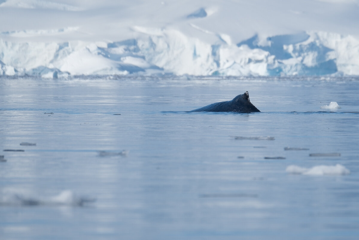 Humpback Whale 