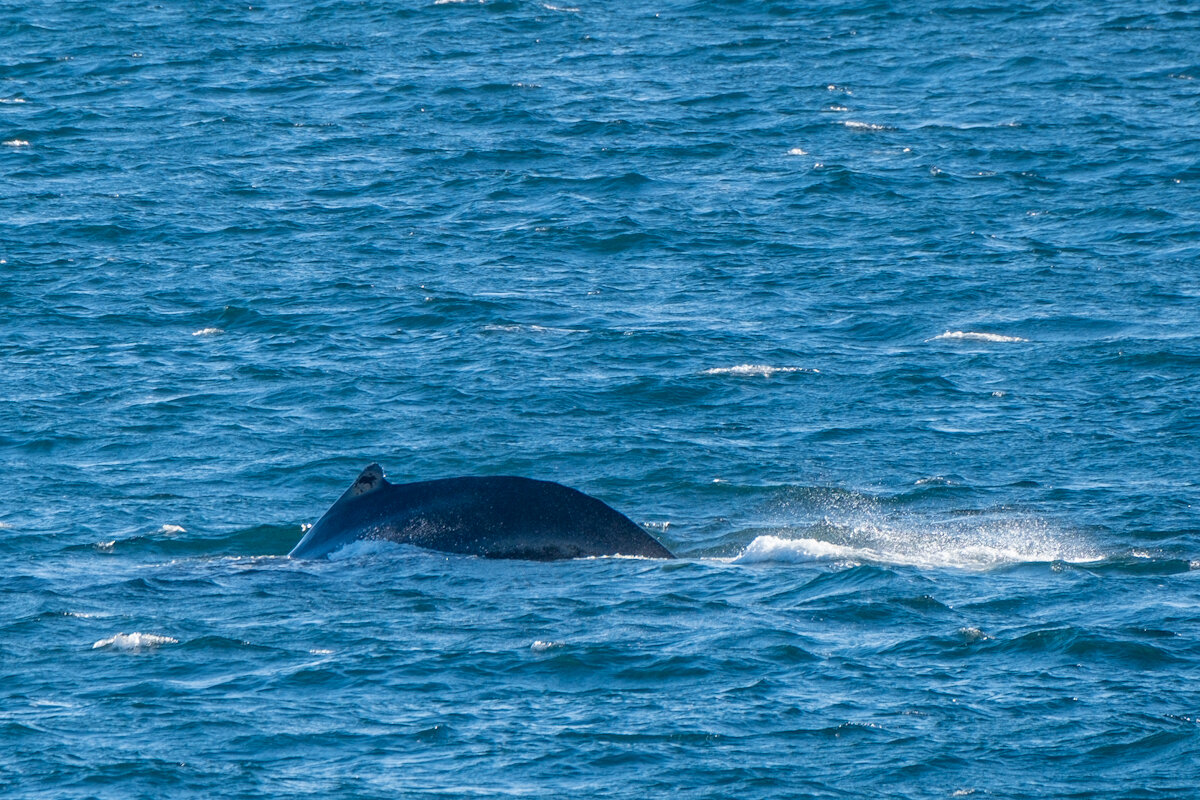 Humpback diving. 