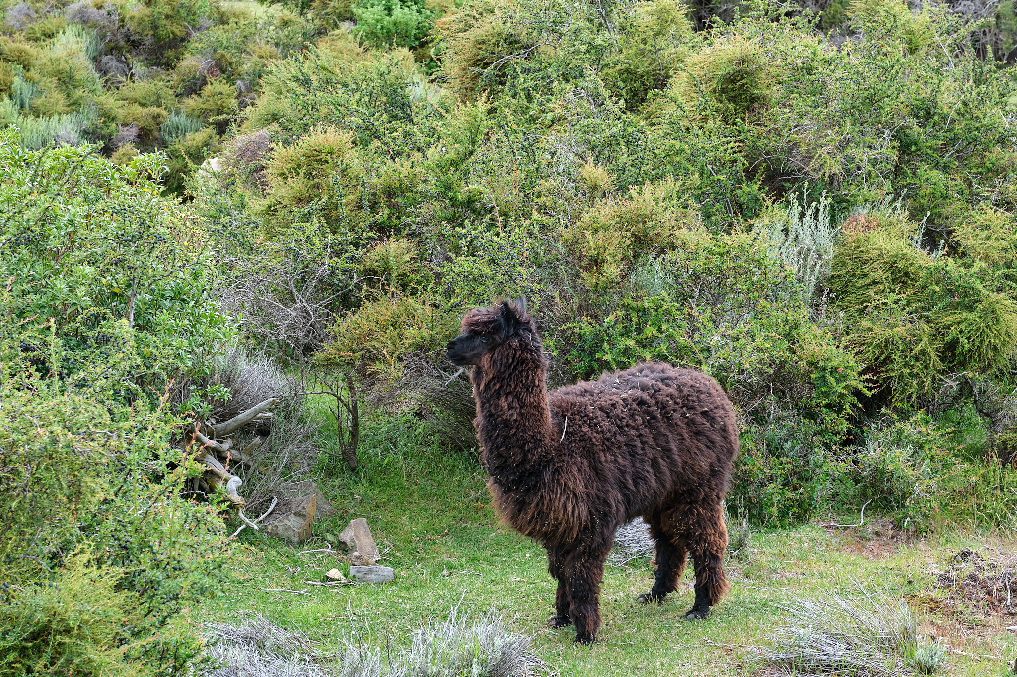 Alpaca