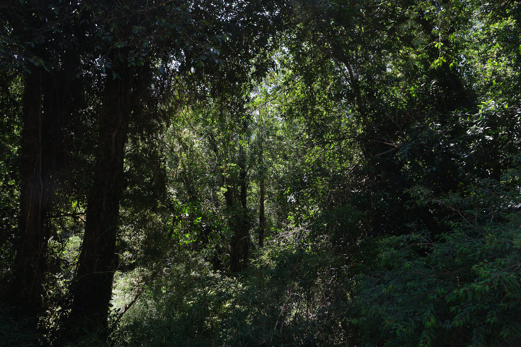 Roadside Forest