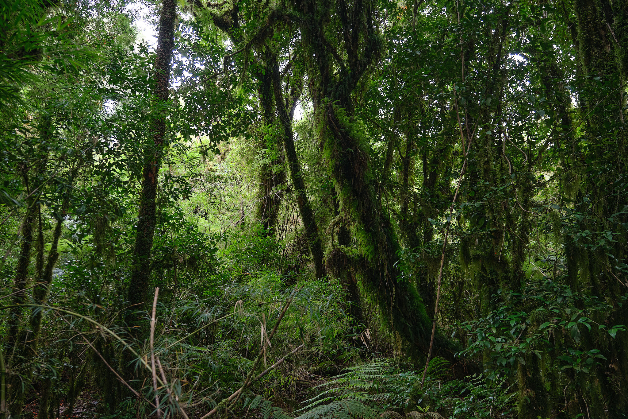 Ancient Forest
