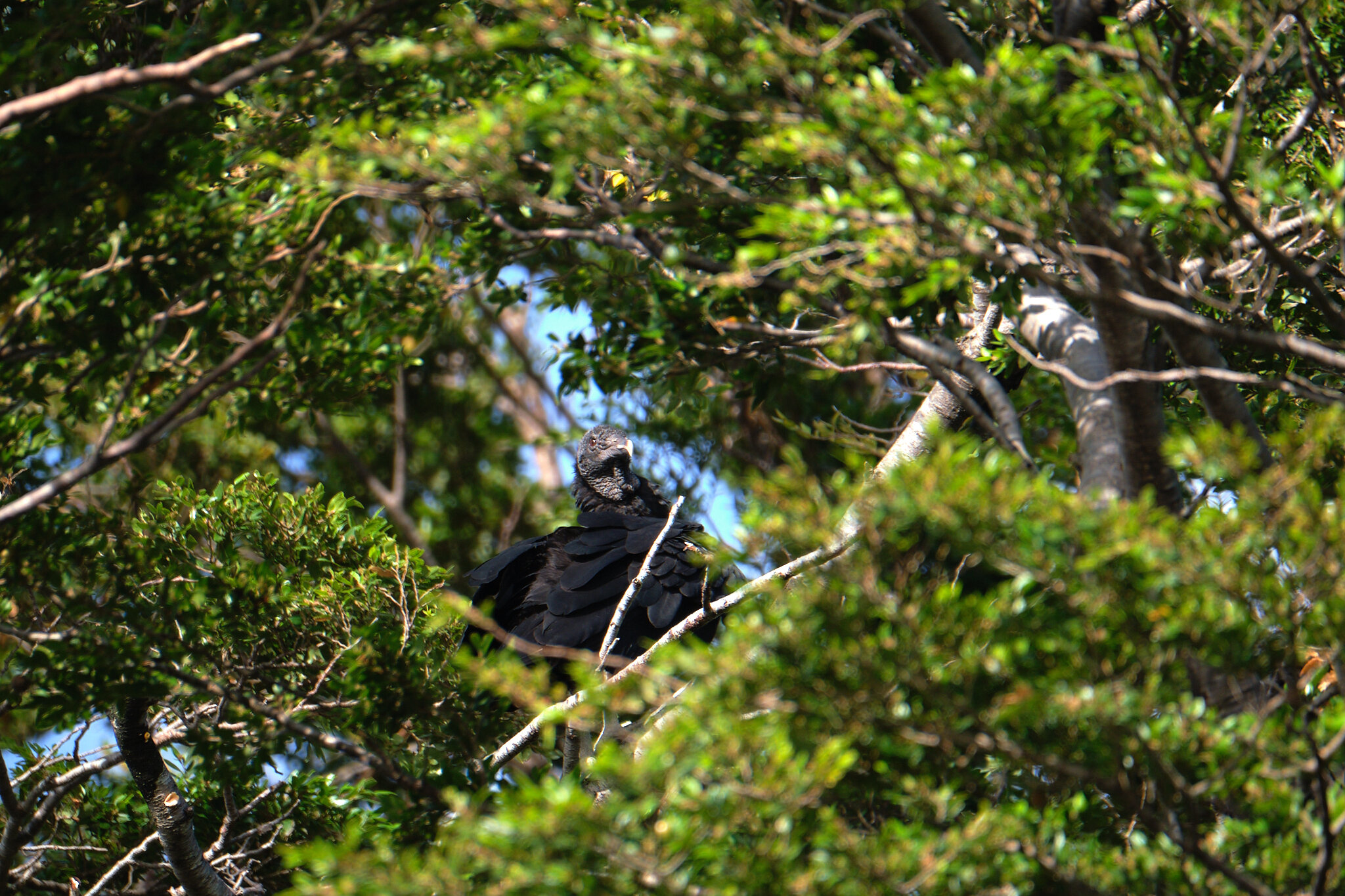 Black Vultures