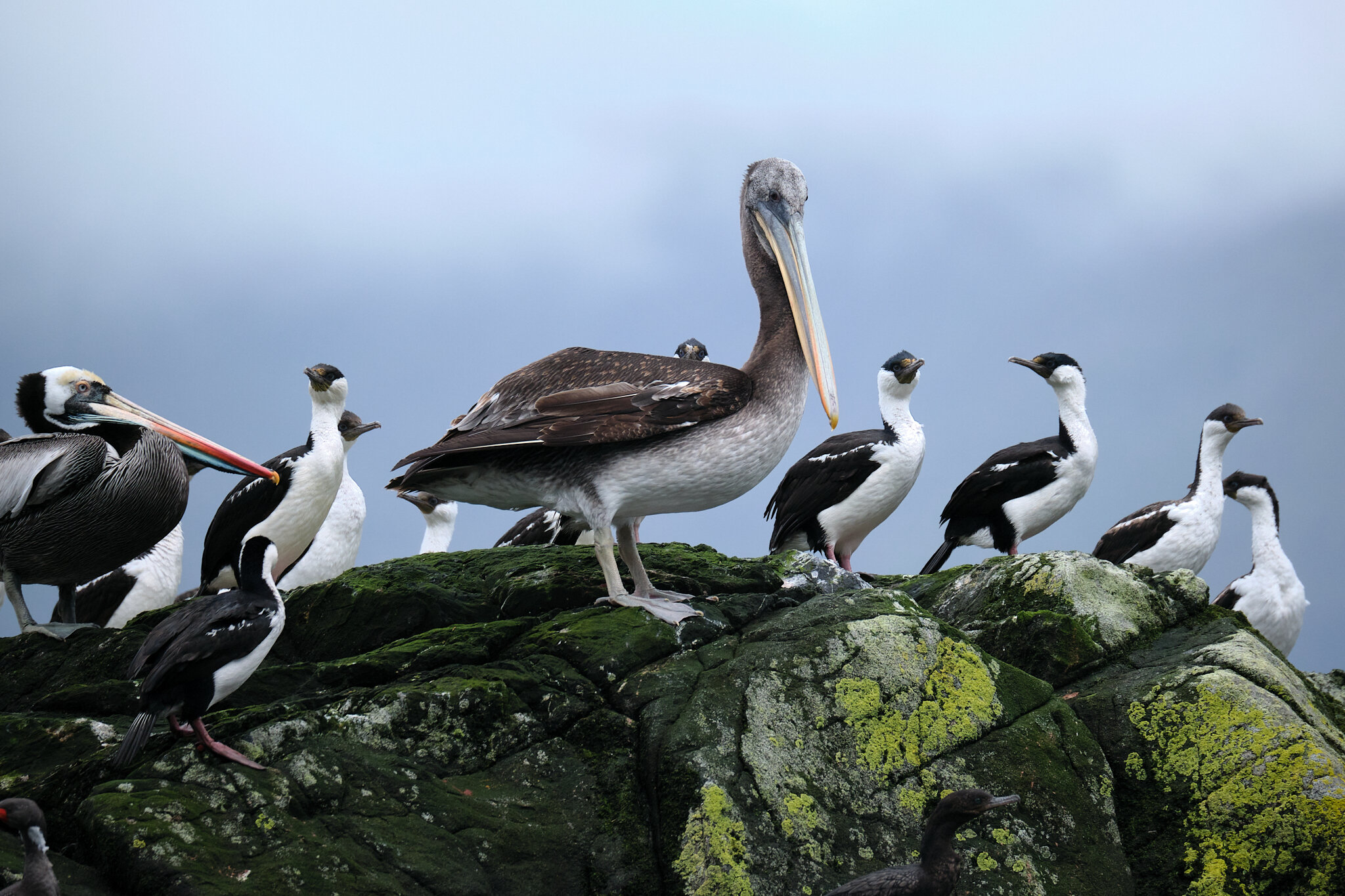 Wildlife in the Rio Rodriquez Estuary