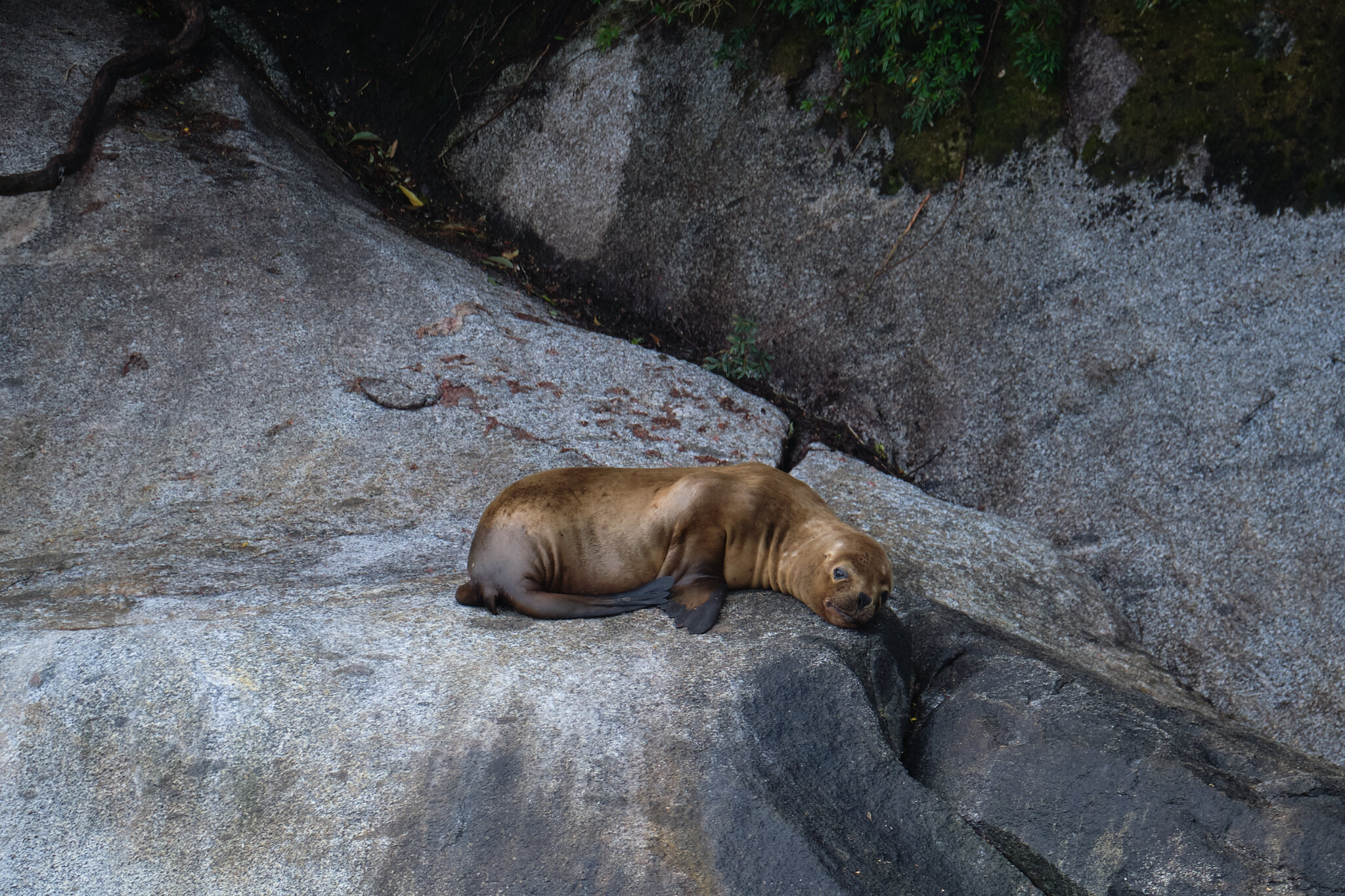 Sea Lions