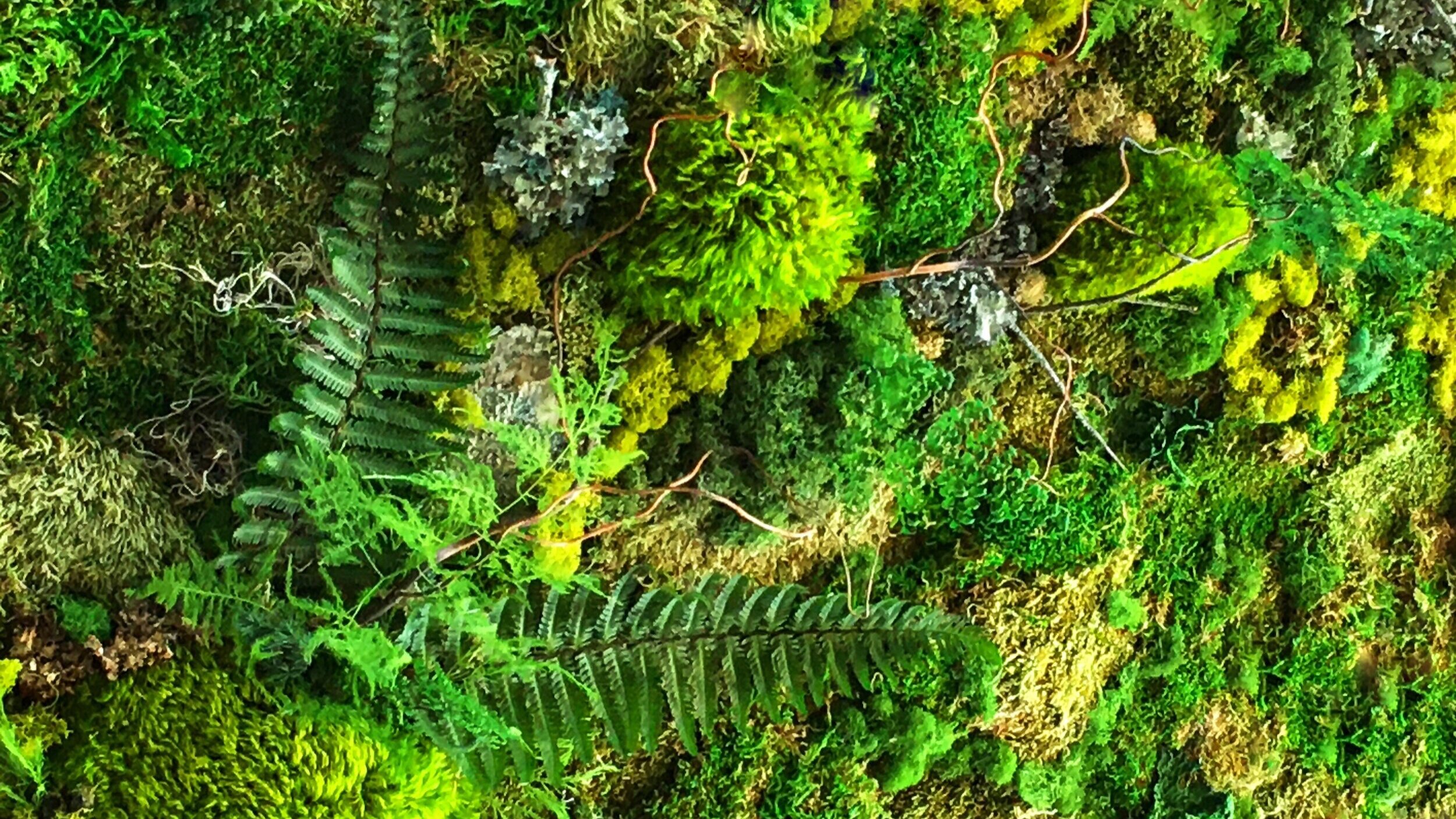 fern+and+moss.jpg