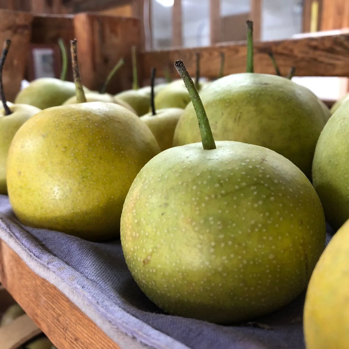 Asian Pears Are Here