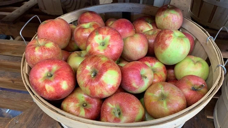 macgregor-orchard-1.jpg