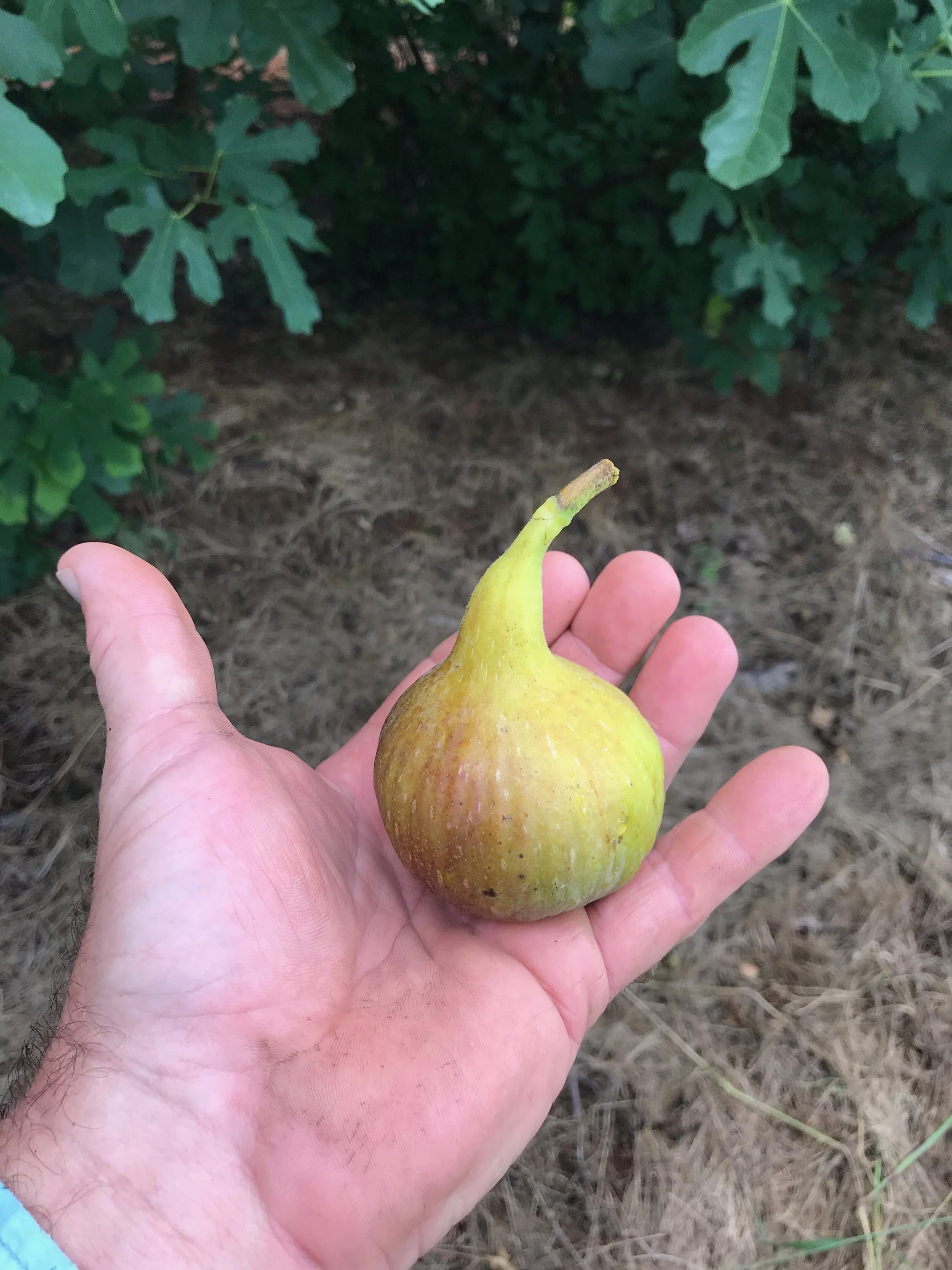 Apple Cider, Apple Sauce and Honey Crisp Apples are Here!