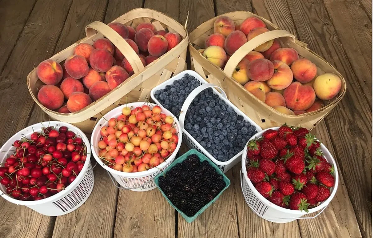 MacGregror-Header-Fruit.jpg