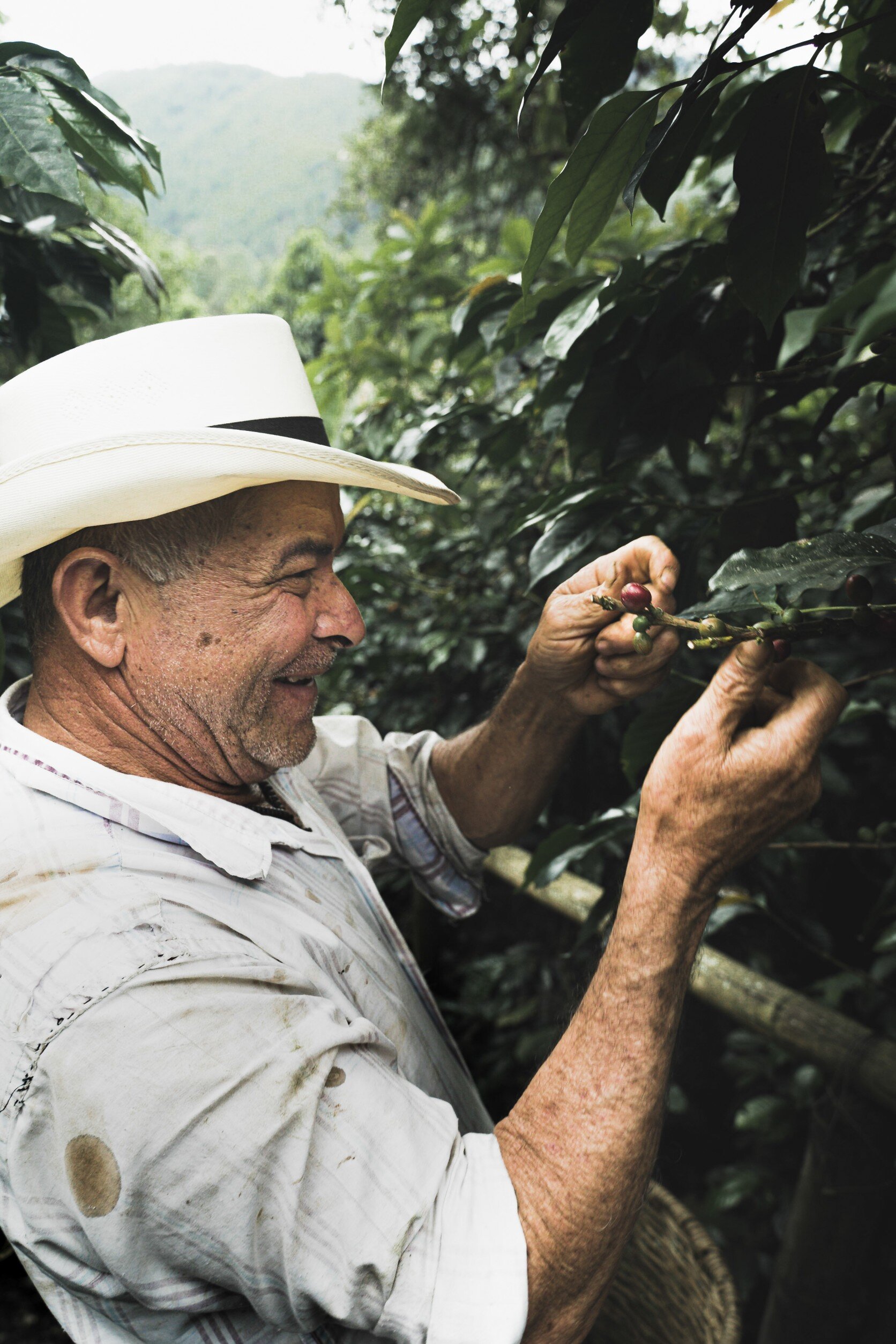 Libardo picking coffee beans on his farm