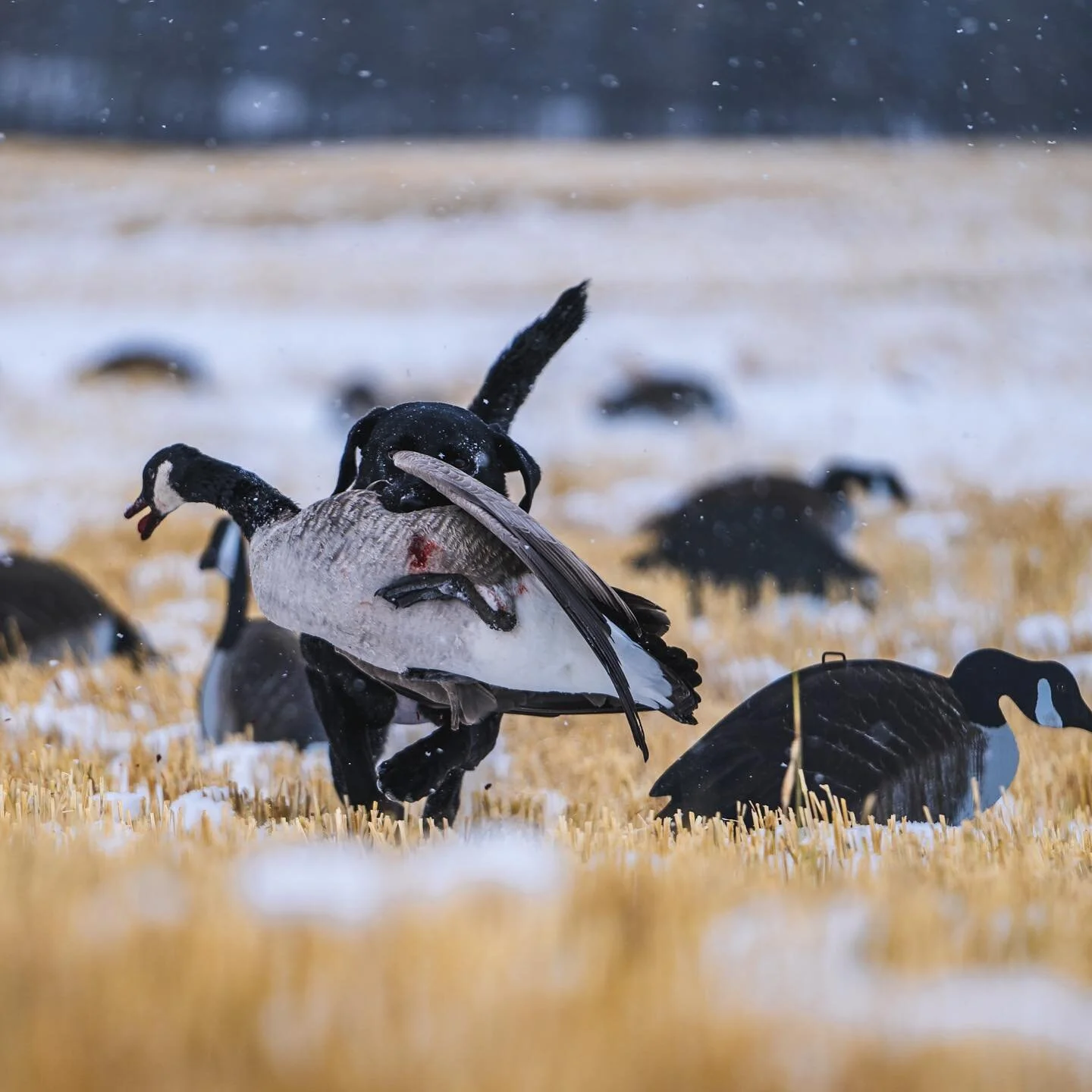 Mae Getting after it in the snow!
@bigalsdecoysusa

#oledogoutfitters