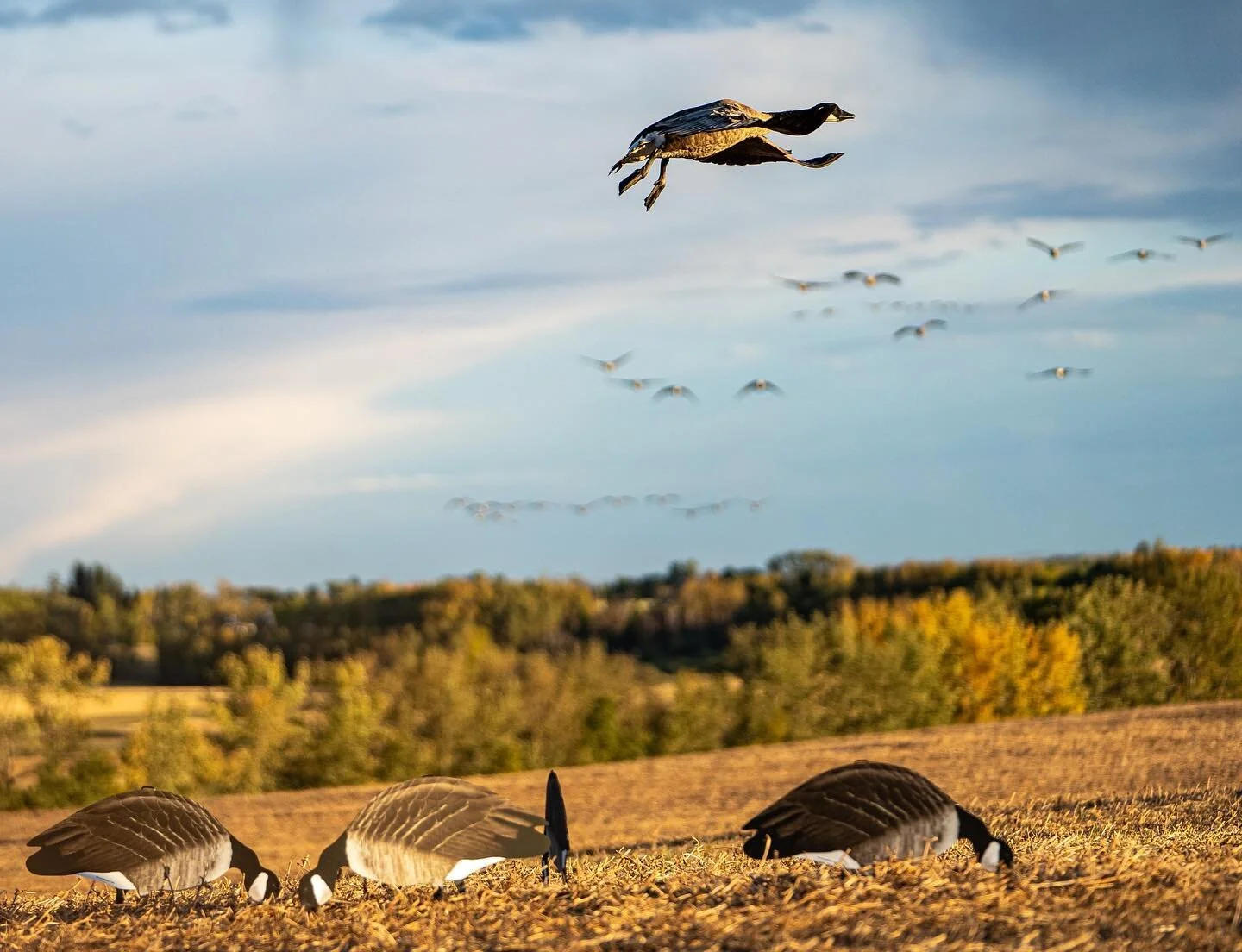 We are counting down the days for fall 2021 @oledogoutfitters! We are offering a three day hunts including lodging and shells for Canadian residents! Message us to get in the books !
📸 @thomas.gilpin