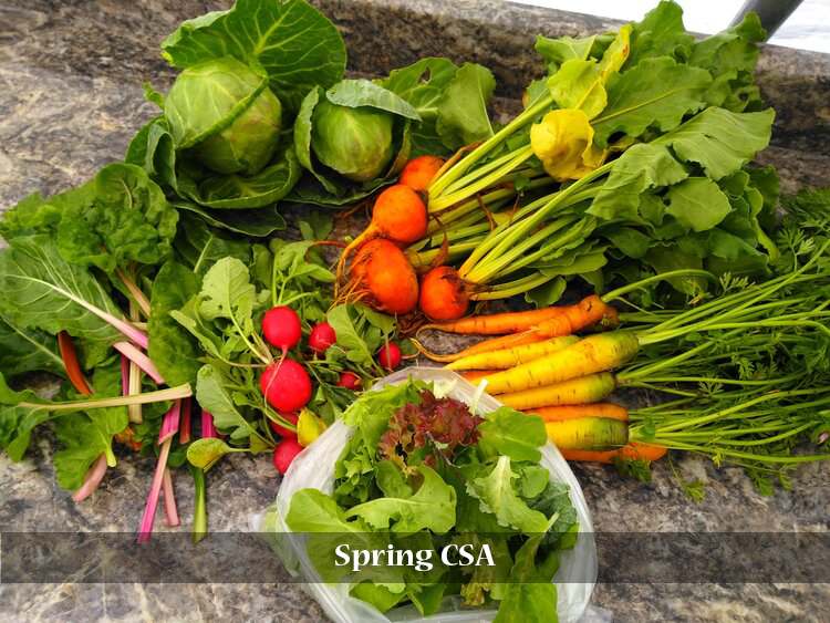 Spring CSA
