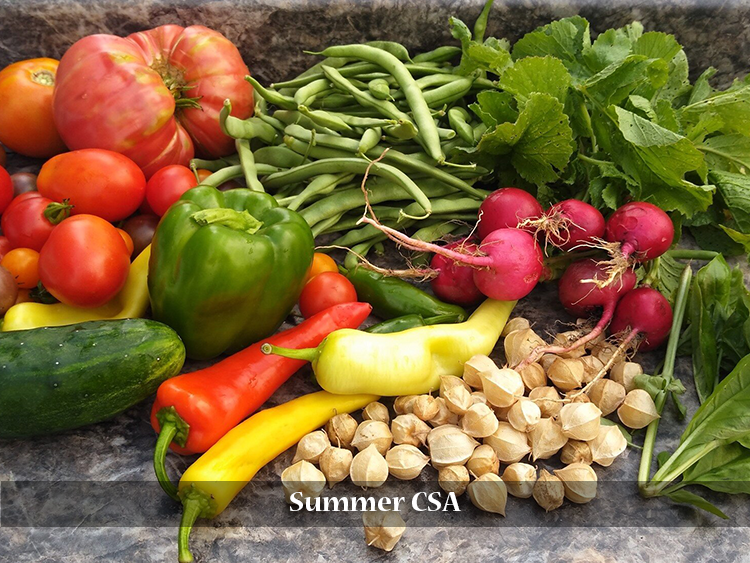 Summer CSA
