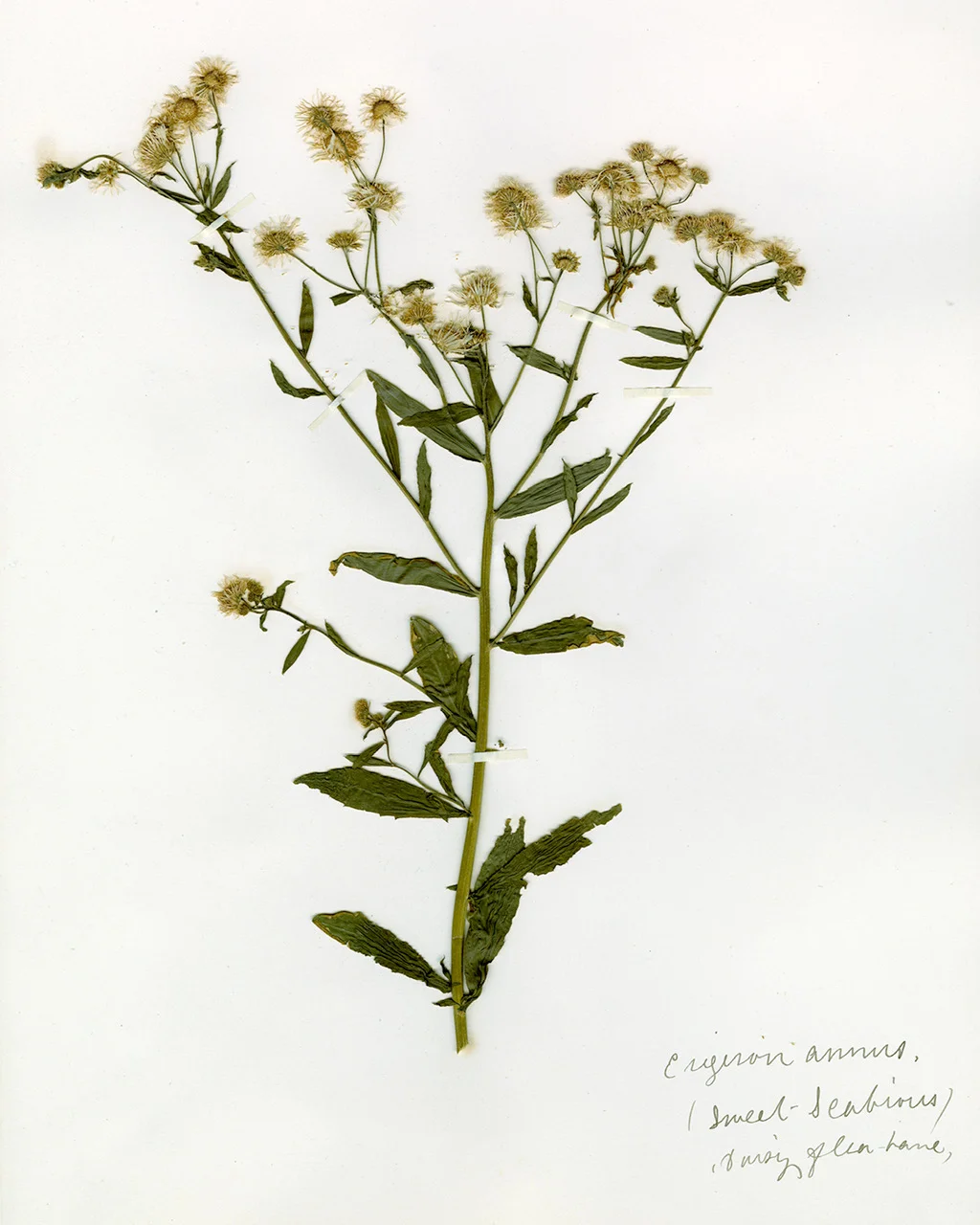 flossie_johnson_sample_150dpi_001 (002).jpg