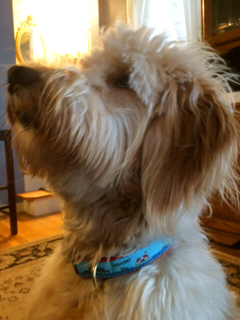 Luke.NHT. Pam Strong.JPG