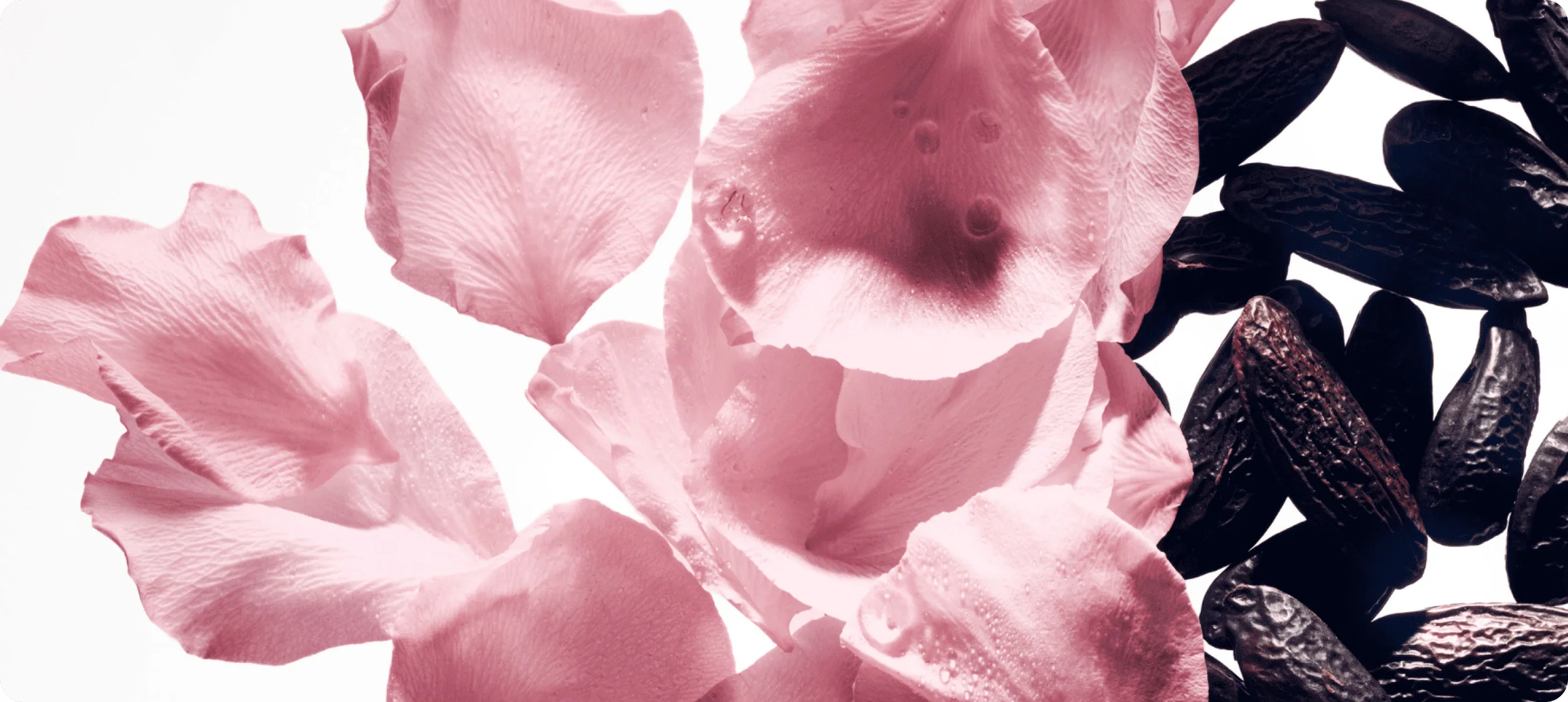 M1_INGREDIENT_DUALITY_DSK.webp