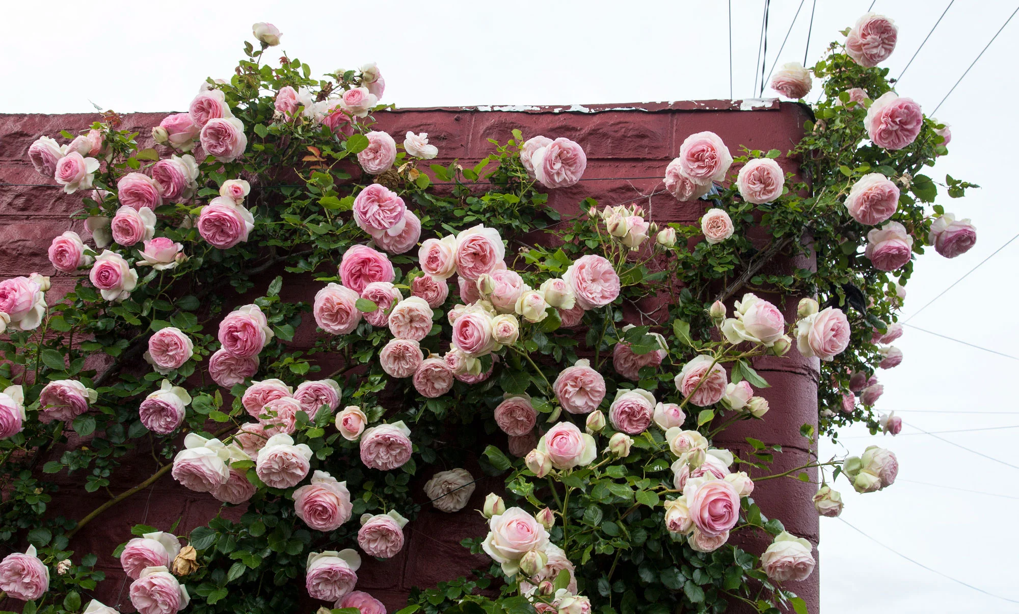 roses.jpg