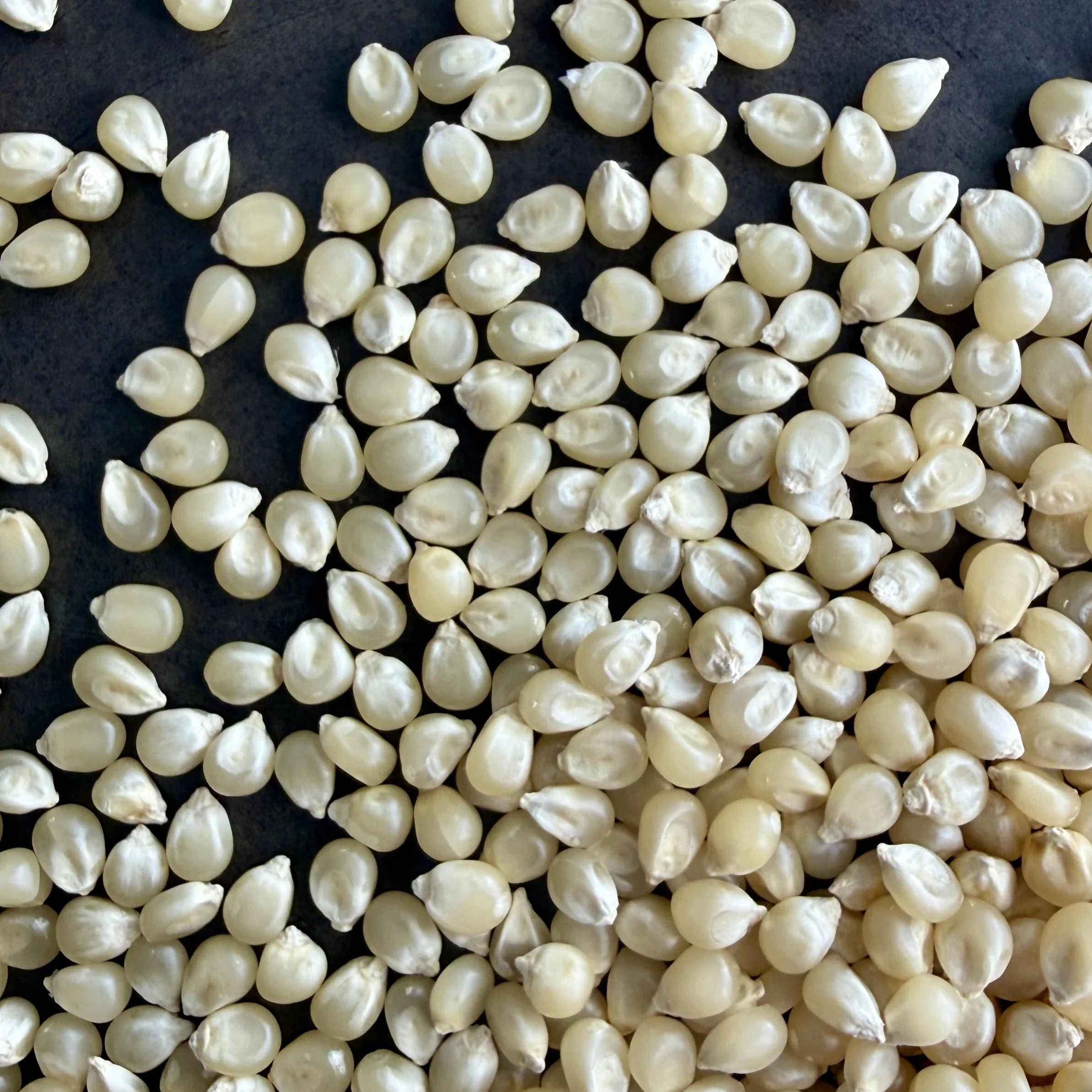 Popping Corn, Japanese Hulless
