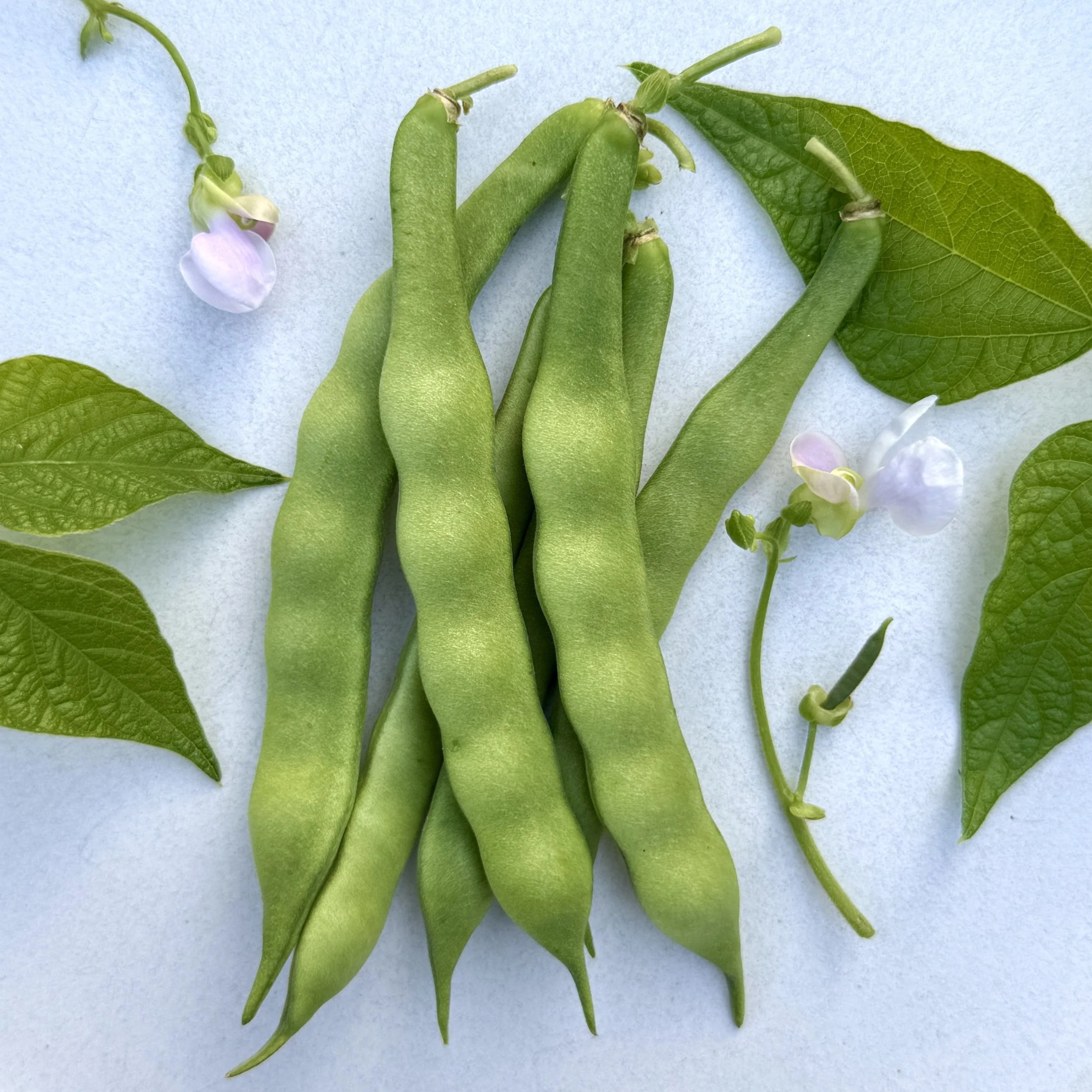 Carver Bean pods with leaves and light purple flowers