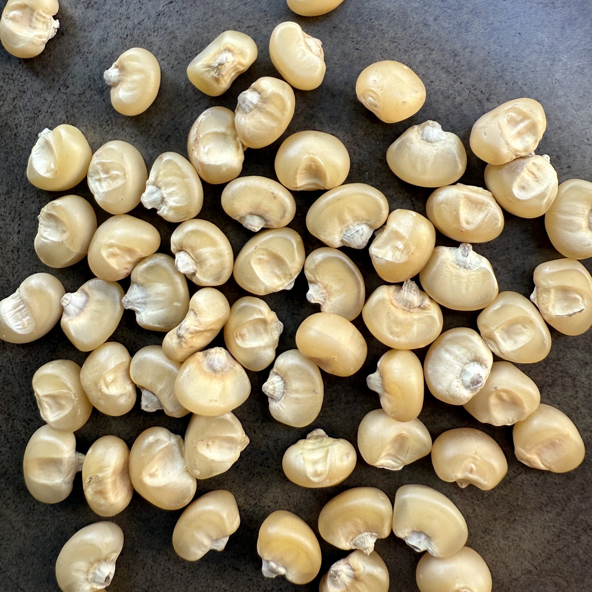 Narragansett White Flint Corn.jpg
