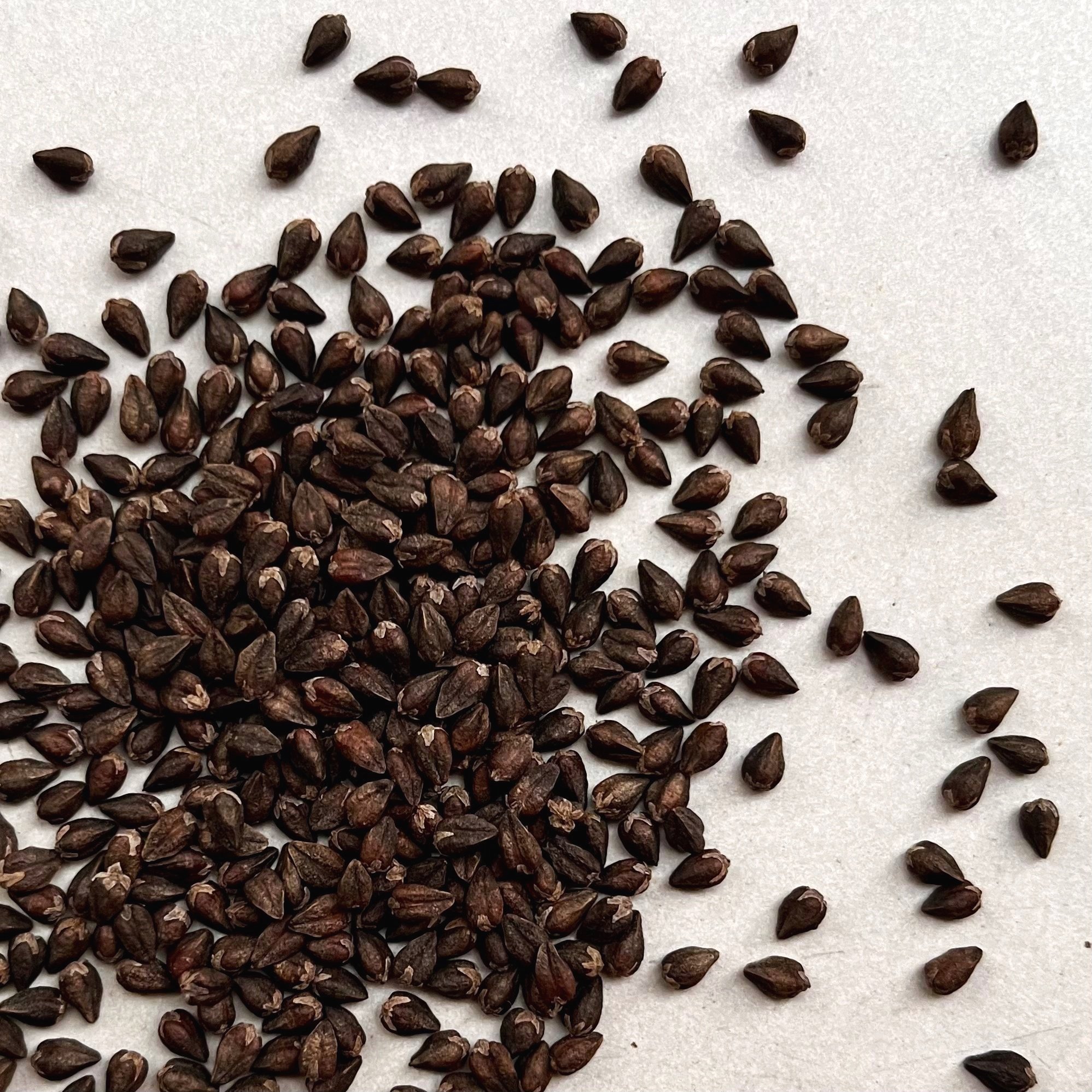 Tartary Buckwheat