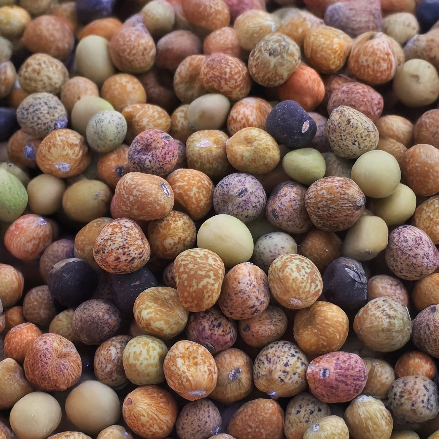 Roveja (Wild Pea of Umbria)