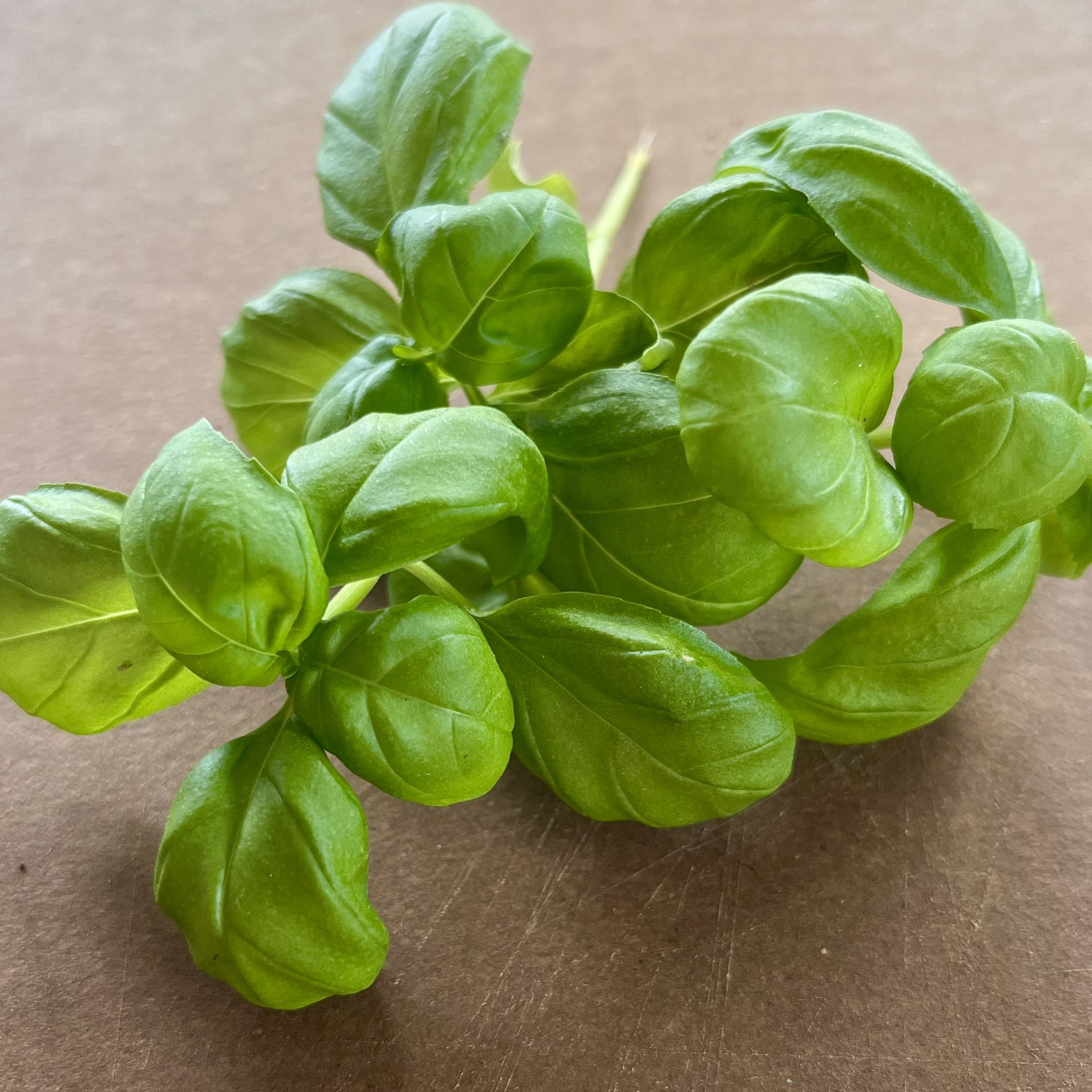 Genovese Basil