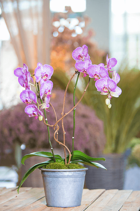 orchid-delivery-atlanta-6.png
