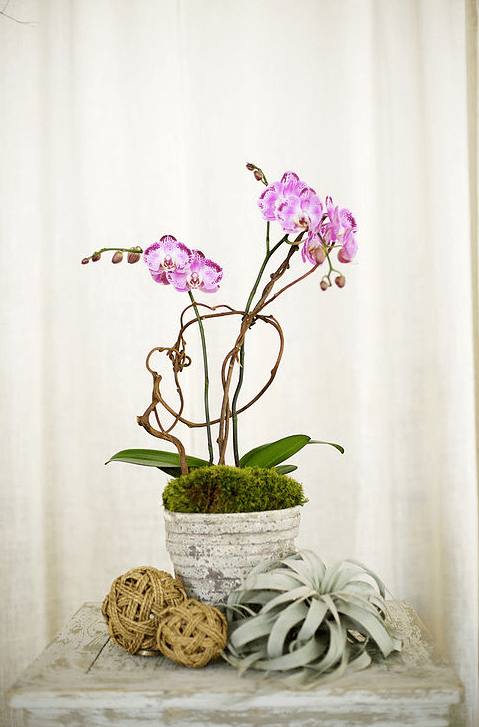orchid-delivery-atlanta-8.png