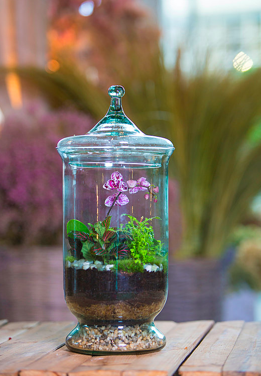 Terrariums — Jardin Français | Atlanta Florist Floral Event Design