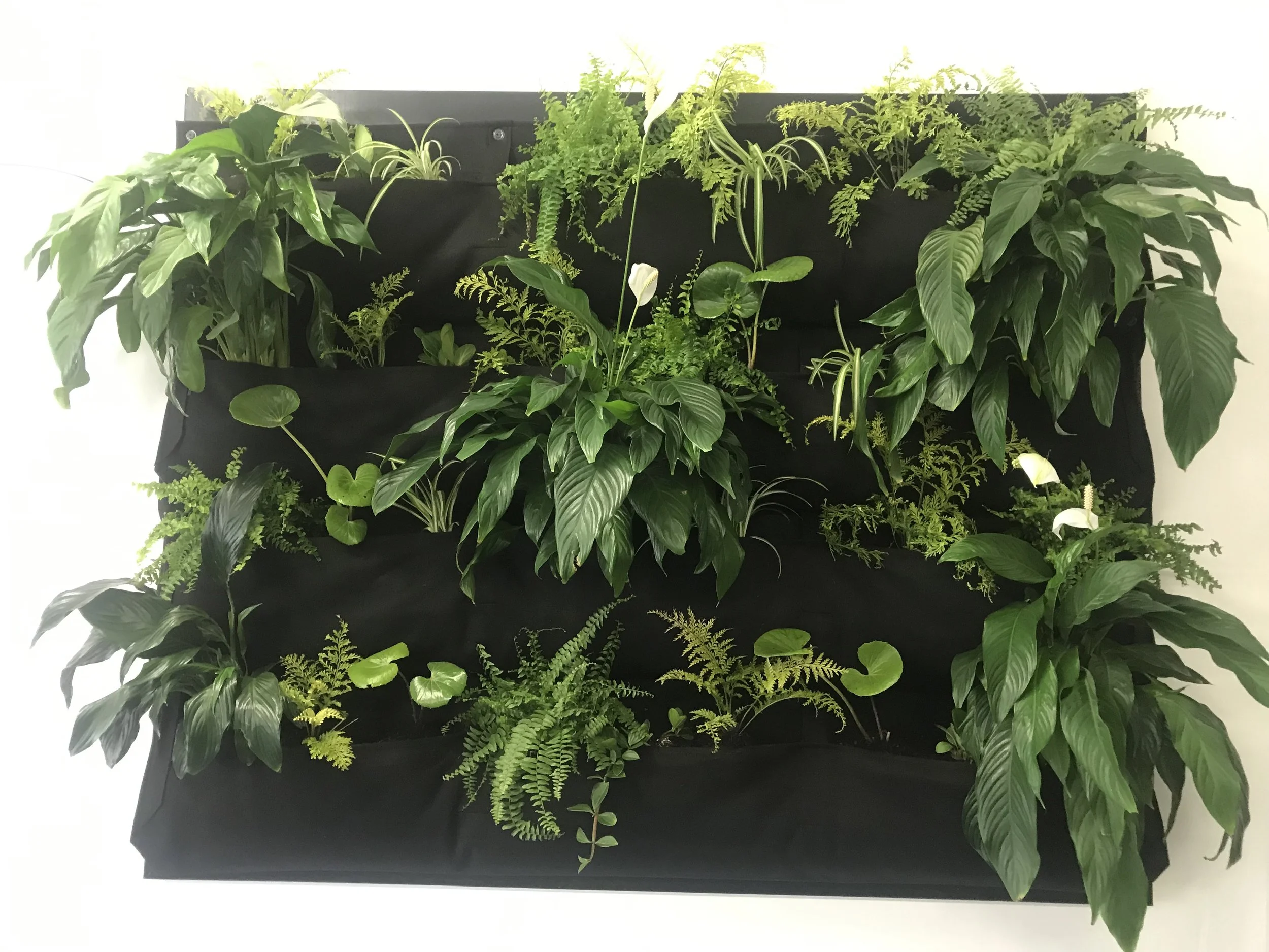 Green Wall - Waipawa Butchery, Havelock North