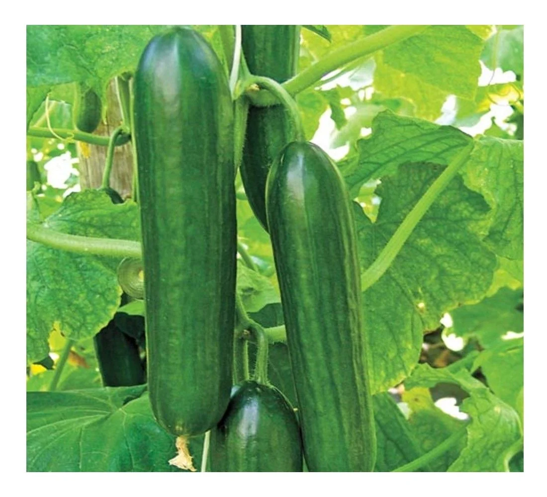 Certified Bio-Dynamic Lebanese Cucumbers from Vortex Veggies in Inverleigh, Vic (Local Region)