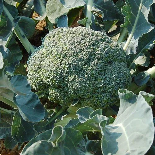 Certified Organic Broccoli from Busch Organics in Hillside, Vic (Gippsland)