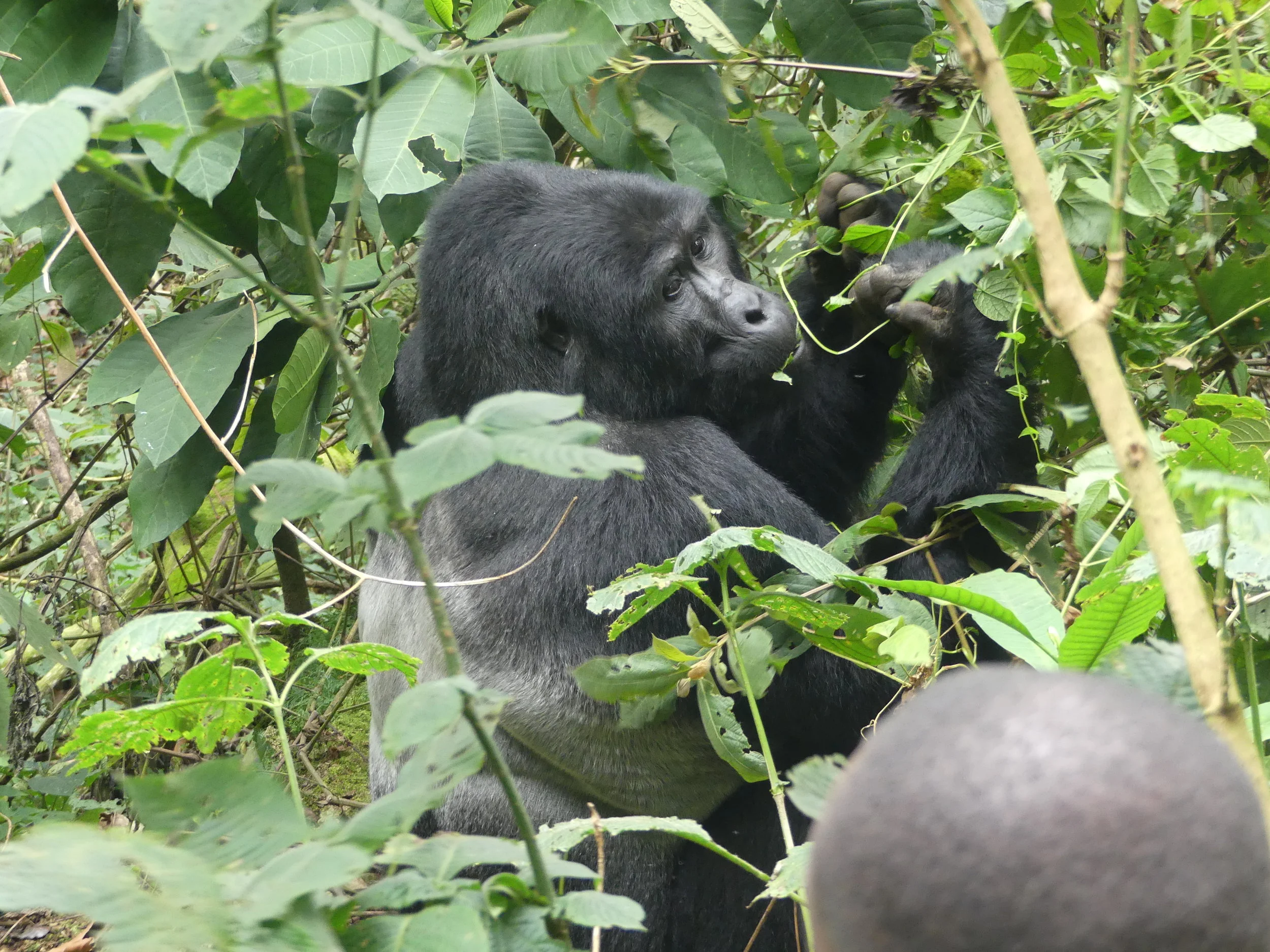 How do we protect the Mountain Gorilla Habitat?