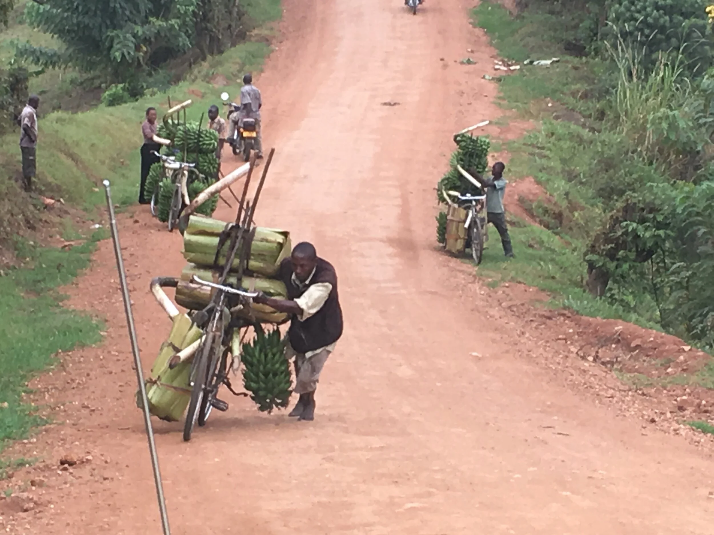 Transporting Bananas in East Africa