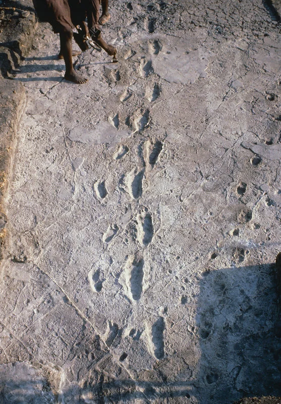 Laetoli footprints in the mud preserved near Olduvai Gorge in TanzaniaCreditJOHN READER / SCIENCE PHOTO LIBRARY