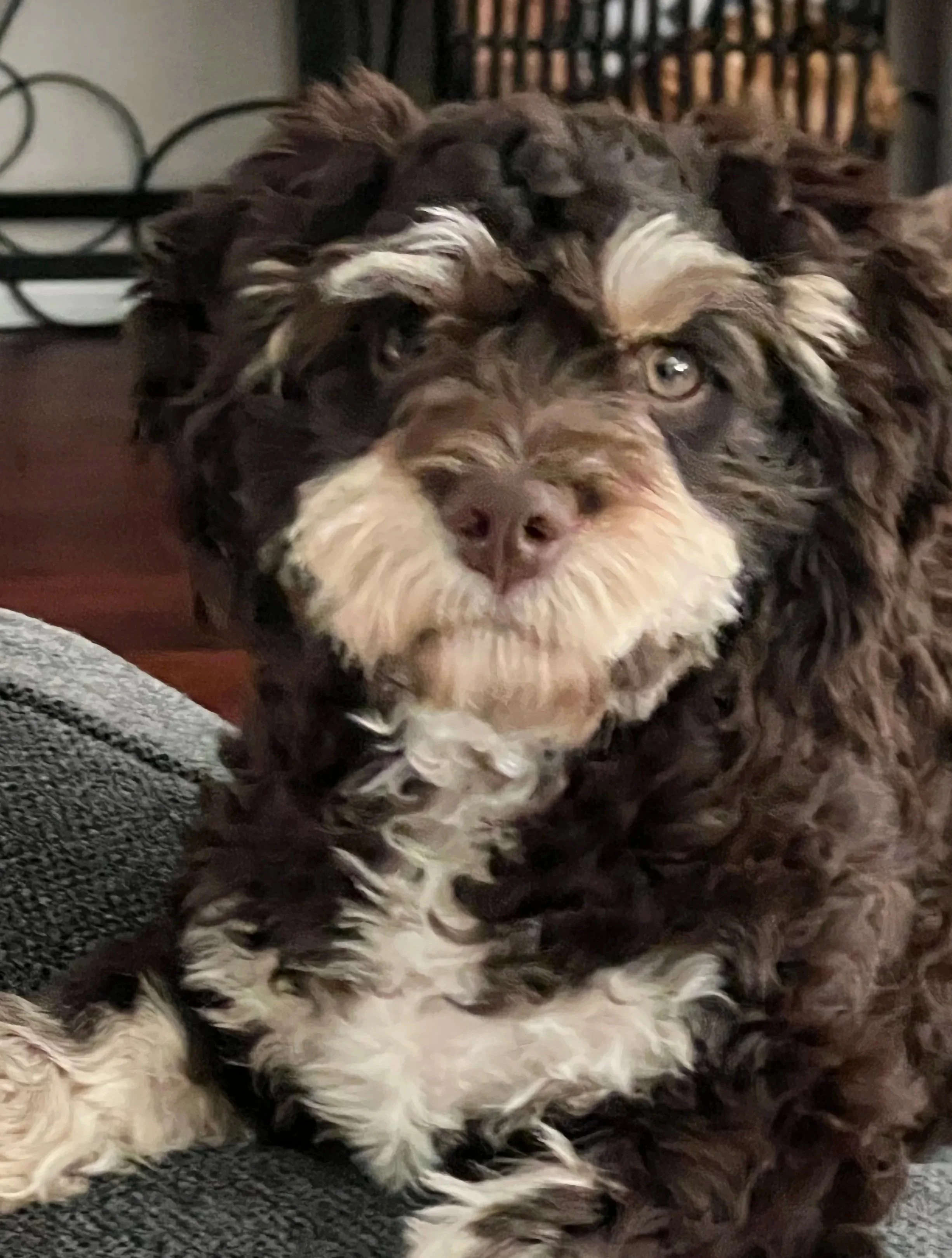 Close-up of a brown and white curly-haired dog lying on a couch.