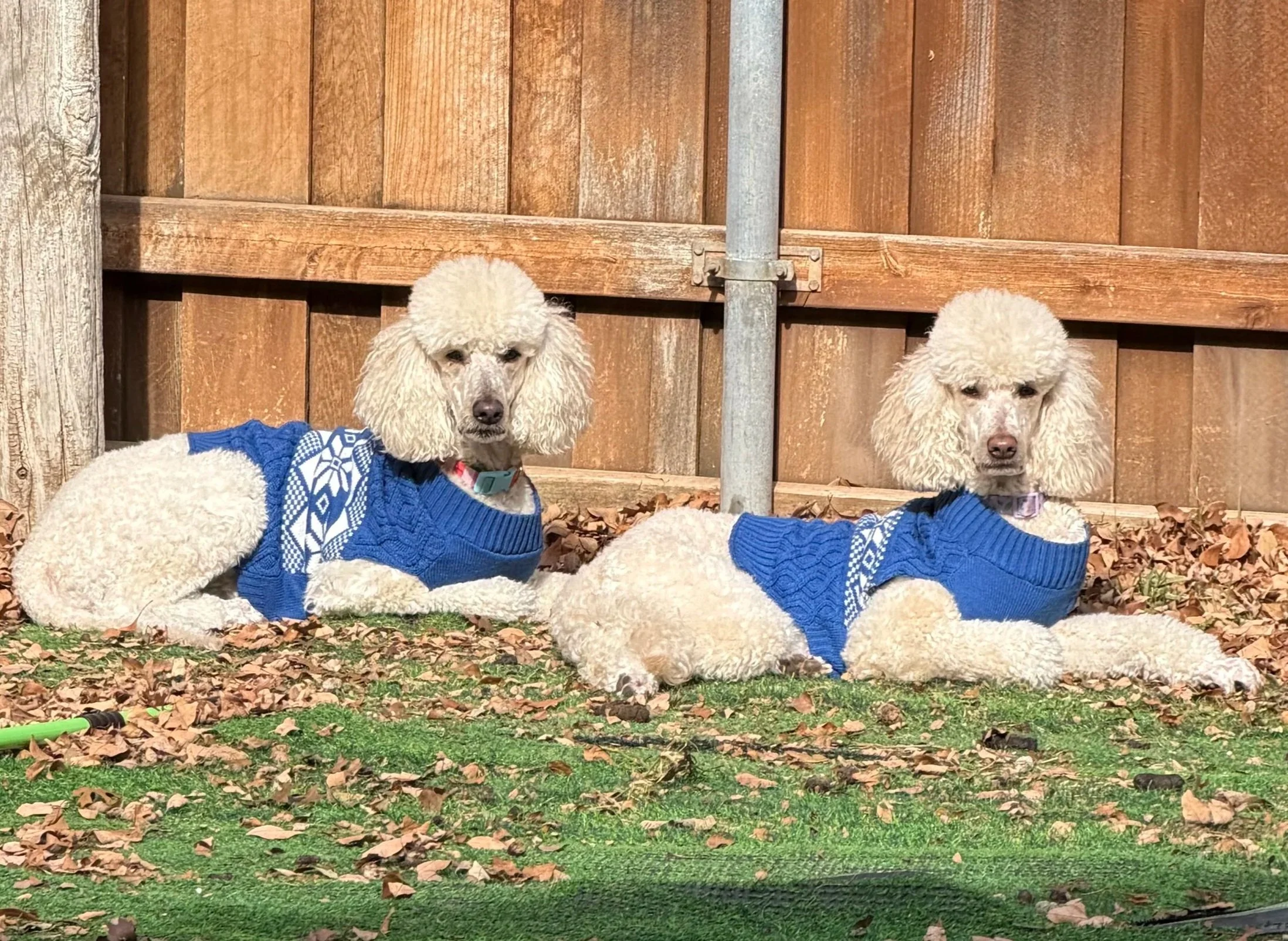 Two poodles wearing matching blue sweater vests, lying on the grass in front of a wooden fence.