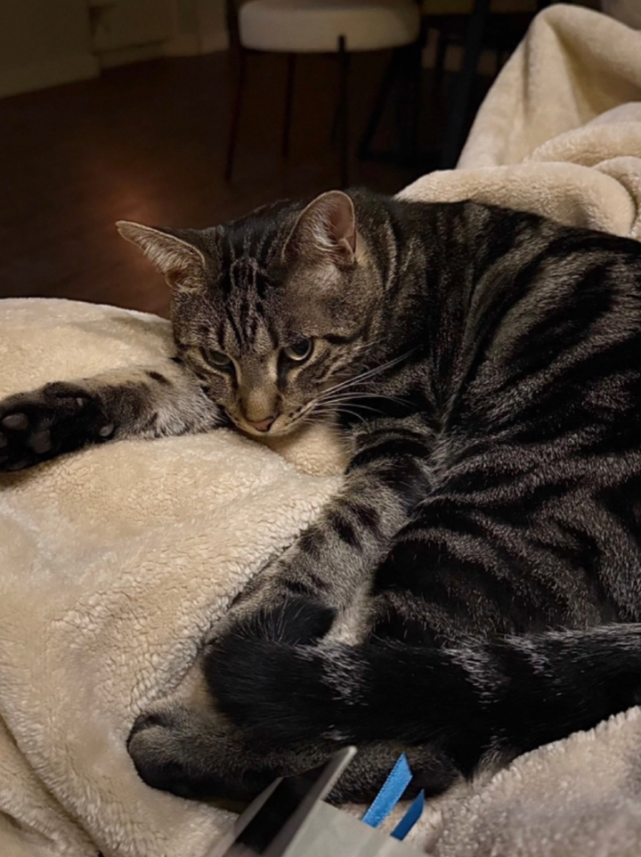 A tabby cat with black and gray stripes lying on a cream-colored blanket on a couch.