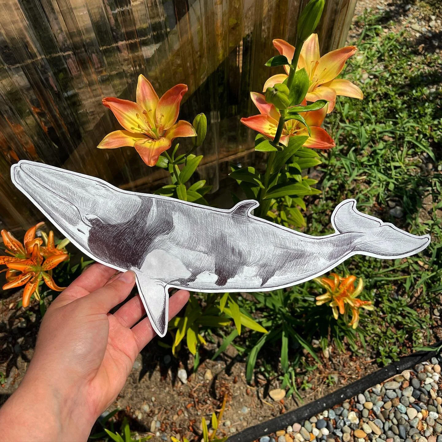 An Dwarf Minke whale for #whalewendesday today!

Did you know that Minke whales are the smallest of the roquals, and the second smallest baleen whales overall? Their relatively diminutive size makes them a common target for Orca, so these little whal