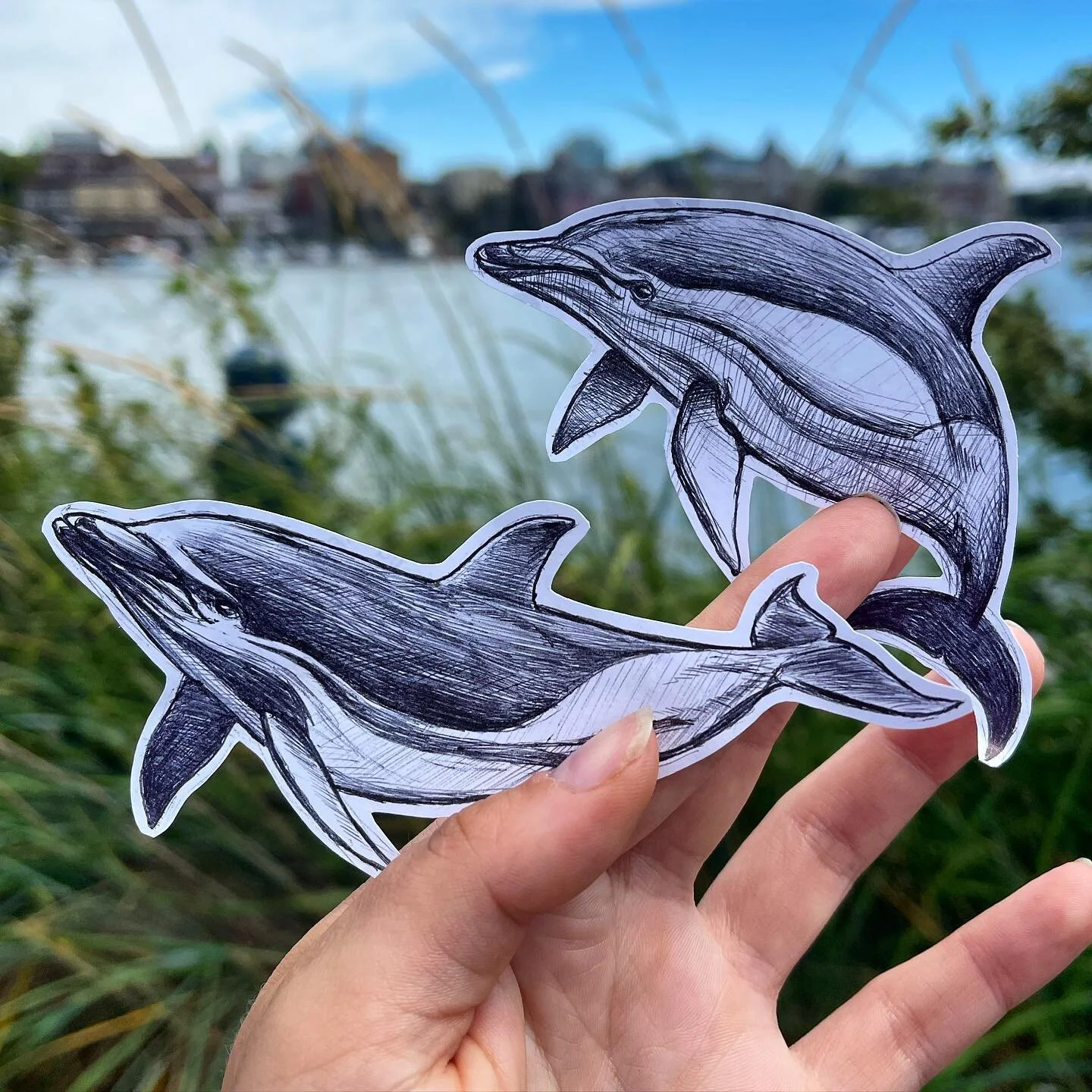 A couple of Short-Beaked Common Dolphins for #whalewednesday today! 

Common Dolphins, as their name suggests, are amongst the more likely dolphins you&rsquo;ll run (or swim, as it were) into out there! What&rsquo;s more, if you find one you&rsquo;ll