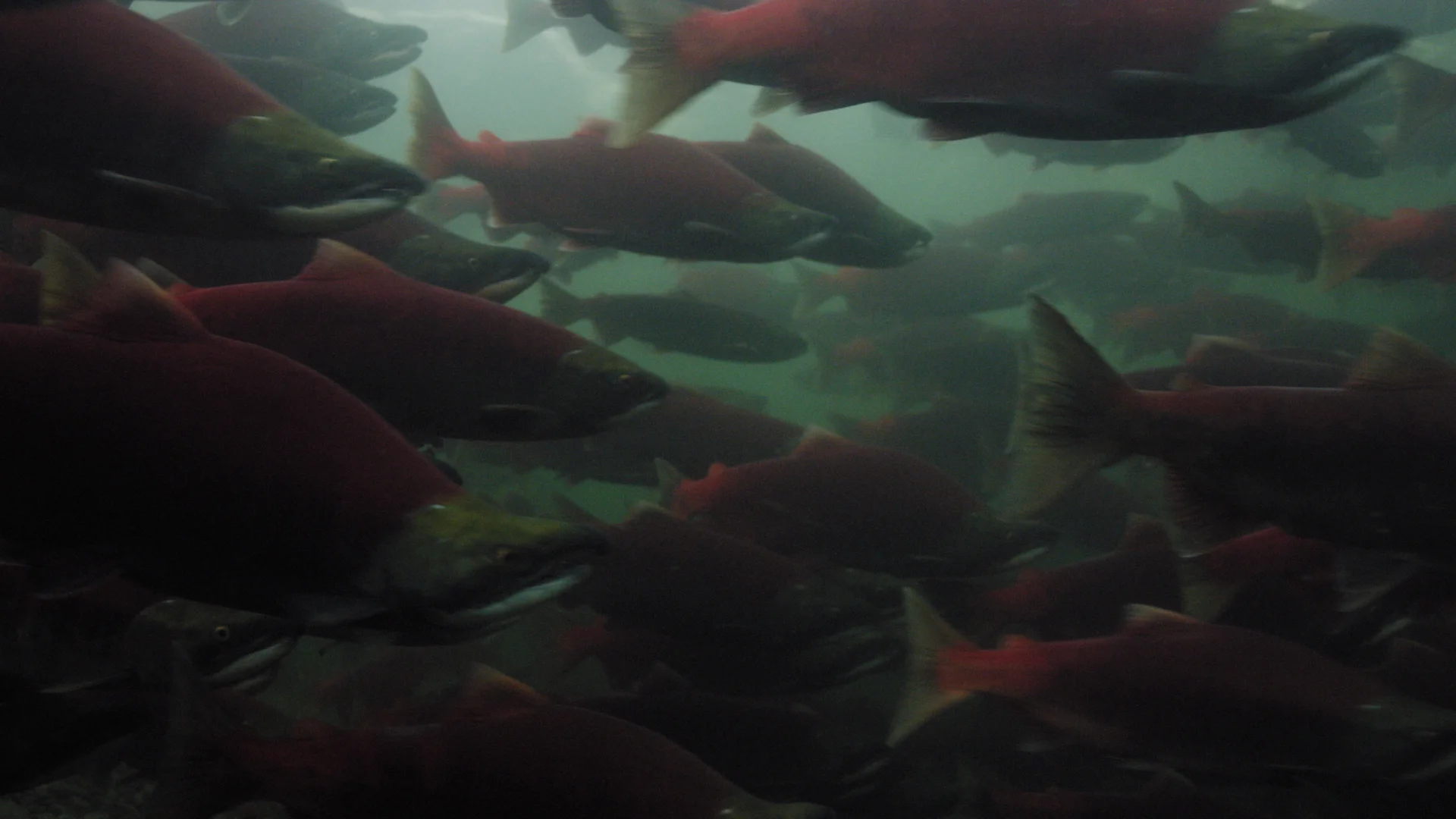 ARTIFISHAL