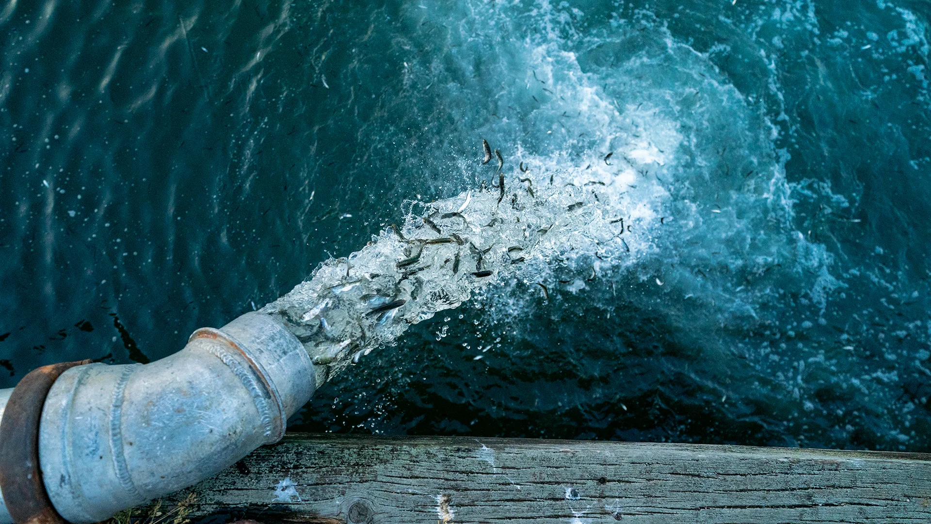 THIS PHOTO IS TO BE USED TO PROMOTE PATAGONIA FILM “ARTIFISHAL” ONLY. NO third party use.
Photo credit: Ben Moon
Caption: "When more equals less. Juvenile hatchery salmon flushed from a tanker truck can have a negative impact on wild fish, and overall harvestable numbers of fish. San Francisco Bay, California."