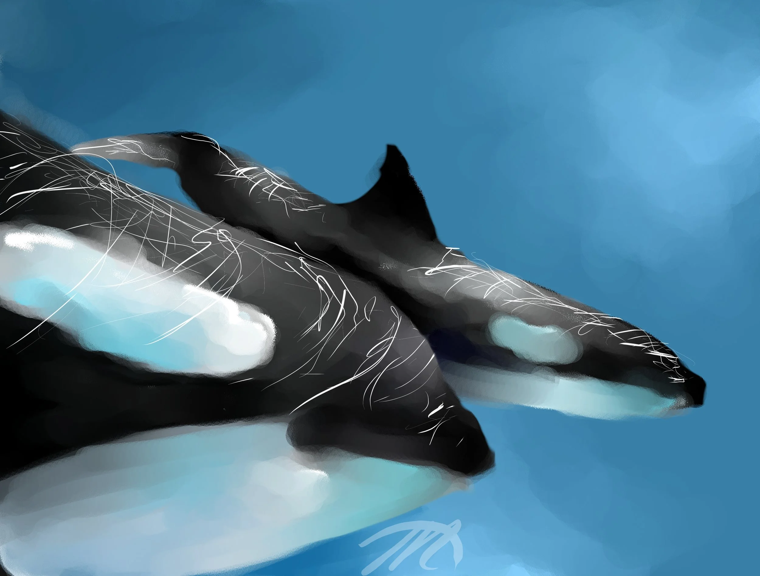 KillerWhale Speed Paint.jpg