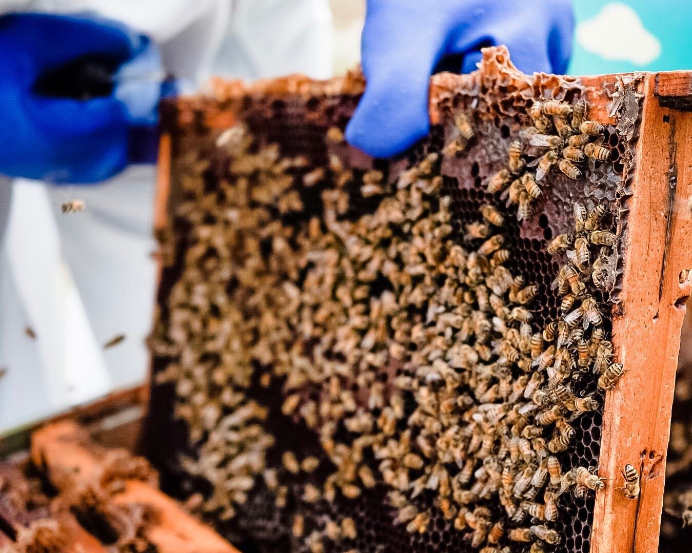 Meet Nordic Honey beekeepers — Nordic Honey
