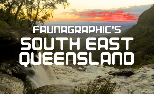 Faunagraphic's South East Queensland