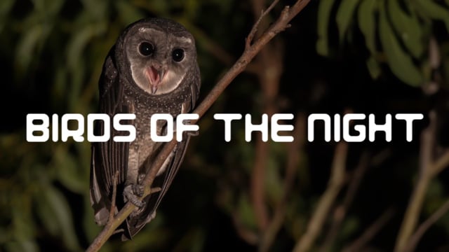 Birds of the Night